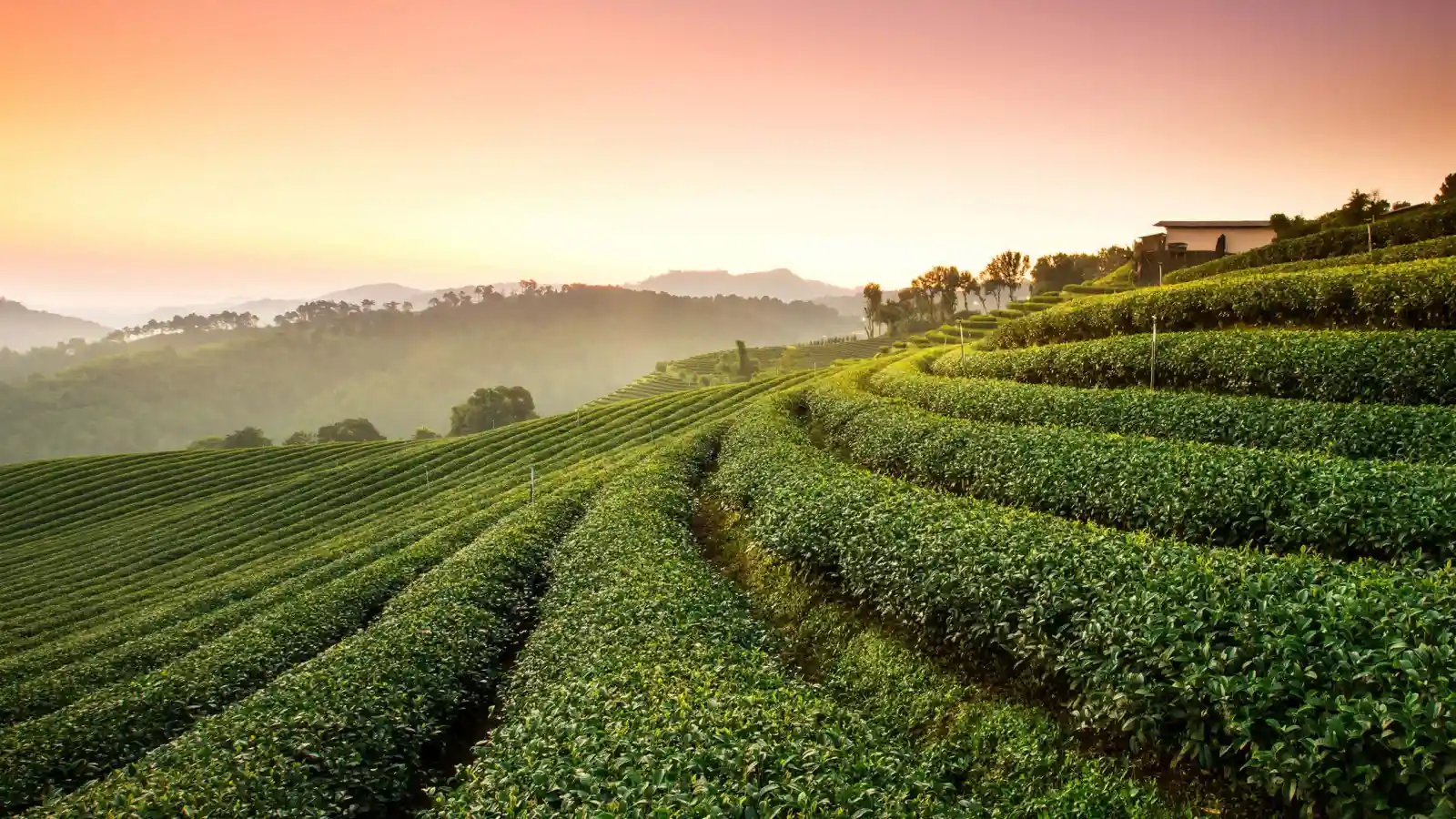 Coffee field